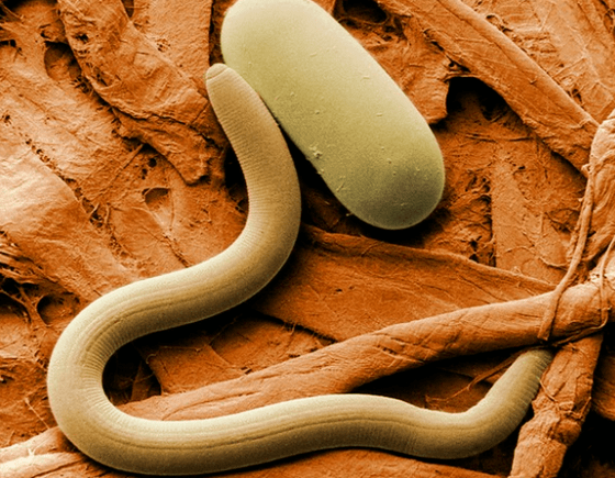 Nematode