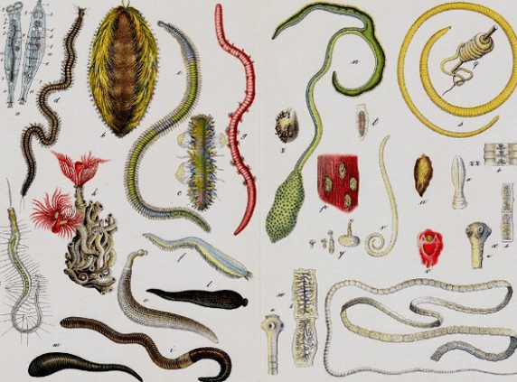 The type of parasite
